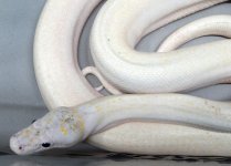 ivory male.jpg