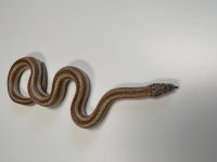 Bighorn 3 Female2.jpg