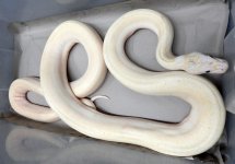 ivory male 2.jpg