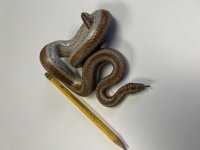 Bighorn 4 Male.jpg