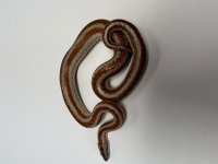 Bighorn 1 Male.jpg
