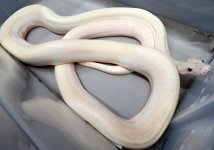 ivory male 1.jpg