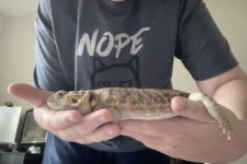Apophis1.jpg