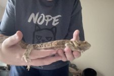 Apophis2.jpg