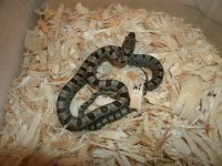 Baird's Rat BSR CBB2023 male.JPG