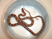 Male 1 Pic 2.JPG