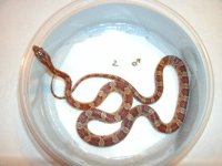 Male 2 Pic 2.JPG