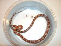 Female 2 Pic 2.JPG