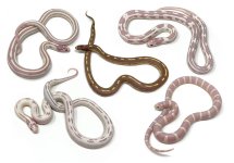 Albino-Cal-Kings.jpg
