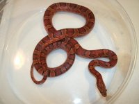 Het Amel x Hypo Corn #2 adult female CBB 2018 Pic 1.JPG