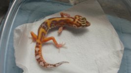 aptororbyraptor(jungle) 021.jpg