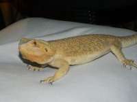 female sale 011.jpg