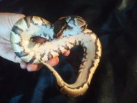 2011-05-09 18.29.03.jpg