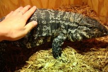 tegu 1.jpg