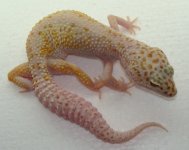 Tremper Enigma.jpg