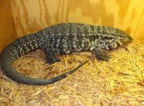 tegu2.jpg