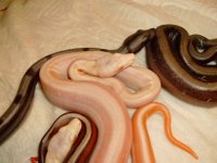 secondroswelllitter071.jpg