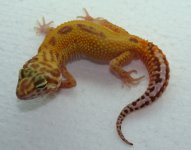 Tangerine Tremper.jpg