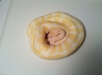 albino2.jpg