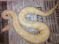 albino ball.jpg