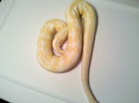 albino3.jpg
