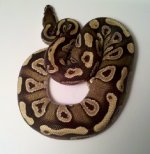 mojave2.jpg