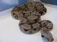 IMG_4097.jpg