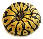 20110319PastelHHypoM4.jpg