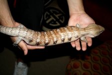 IMG_9771.JPG