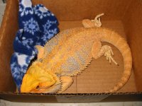 leopardgeckos2010 001.JPG