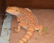 tortsandbearded 020.jpg
