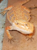 tortsandbearded 018.jpg