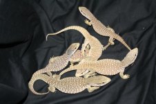 IMG_5250.jpg IMG_5250.jpg
