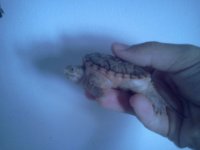 hypo juvie 2.jpg
