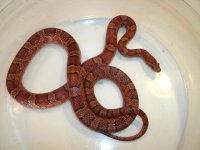 Het Amel x Hypo Corn #2 adult female CBB 2018 Pic 2.JPG