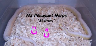 Skerrow 1 2023 DS.jpg