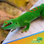 giant-day-gecko-for-sale.jpg