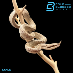 MALE BOULERG (2).png
