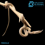 FEMALE BOULERG (3).png