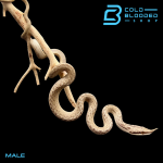 MALE BOULERG (3).png