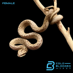 FEMALE BOULERG (2).png