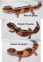 fat tail trio.jpg