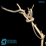 MALE HAINAN (3).png