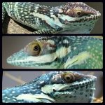 IMG_9774.jpeg