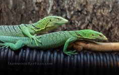 IMG_7873.jpg