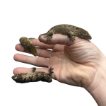 1-6.png