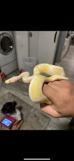 albino bp1.jpg