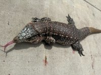 IMG_5535.jpeg