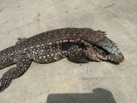 IMG_5532.jpeg