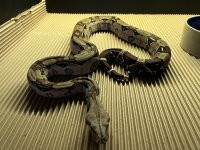 IMG_2541.jpg
